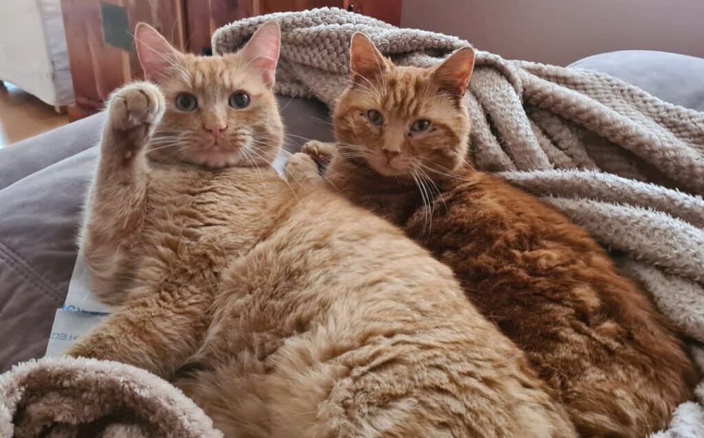 A couch occupied by two orange cats. These two have given me the experience needed to be able to provide advice for cat owners.